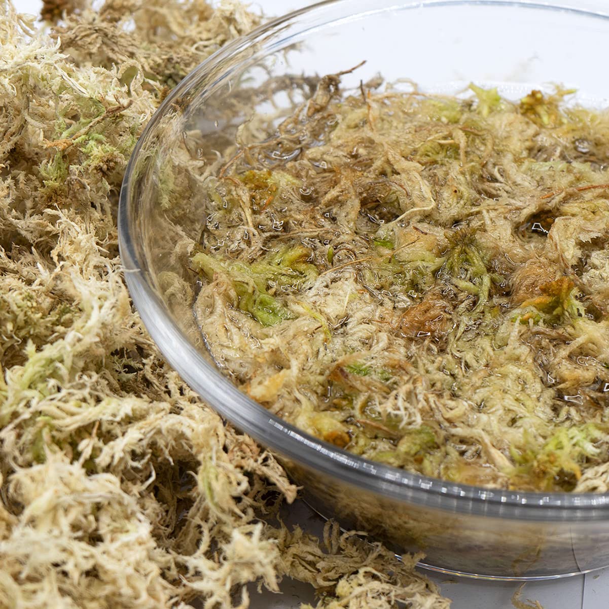 Sphagnum Moss What It Is And How To Use It atelieryuwa.ciao.jp