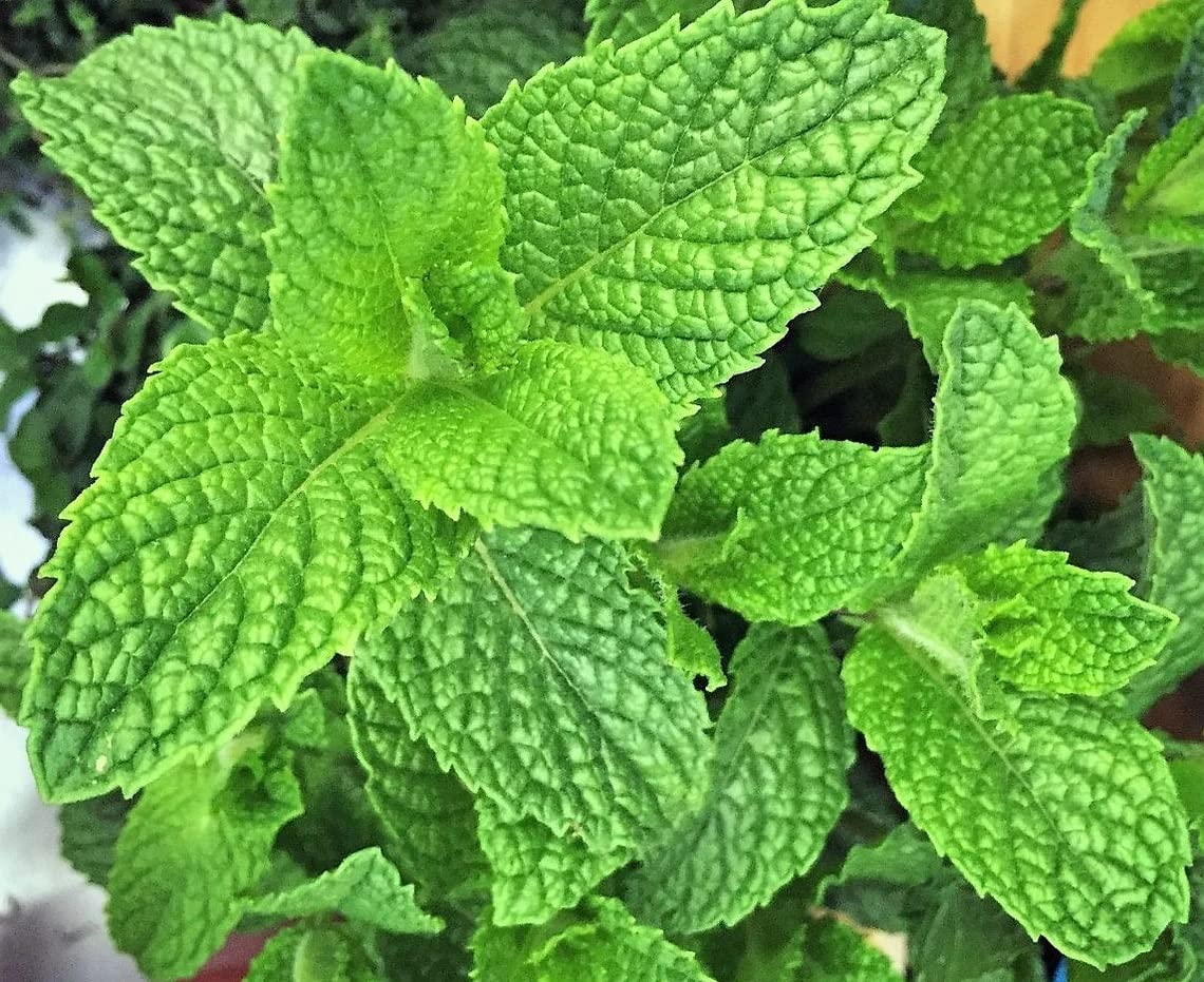See full amazon price history chart for UGRA Mint, spearmint Seeds, mentha Spicata ,Herb-100Seeds UGRA Mint, spearmint Seeds, mentha Spicata ,Herb-100Seeds (B0BRNKLPX3) Amazon Price History, Amazon Price Tracker