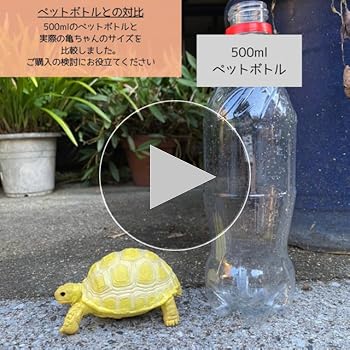 Amazon | [S.T.S.G] 亀 カメ リクガメ タートル 置物 庭