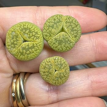 リトープス　三面　モンスター　抜き苗 リトープス三面モンスター抜き苗