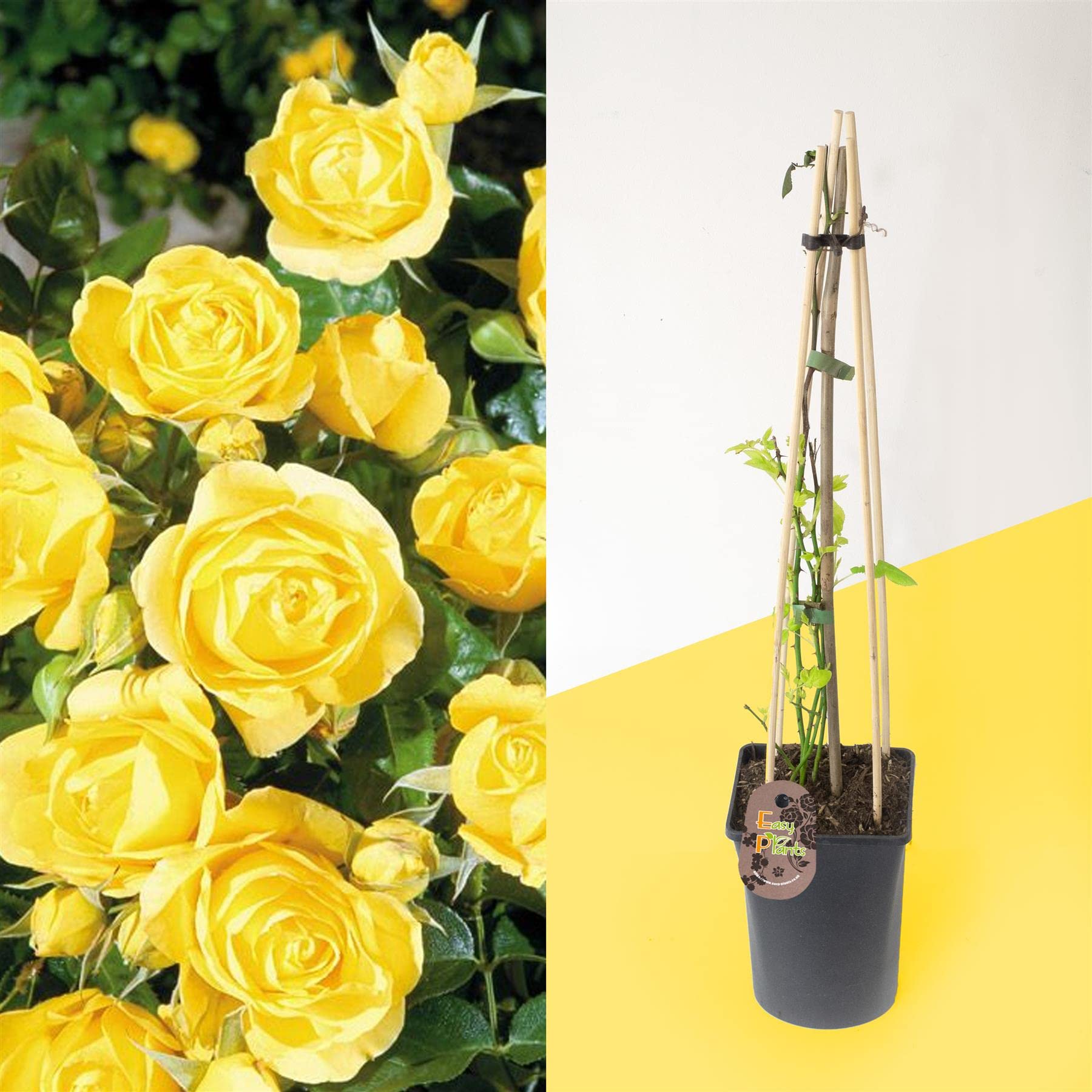 1 Fragrant Outdoor Climbing Rose Bush in Tall Pot with Trellie Hardy Plant Garden Shrub Summer Autumn Flowering for Decoration Border Patio Gift Present - Long Lasting Yellow Flower Bloom