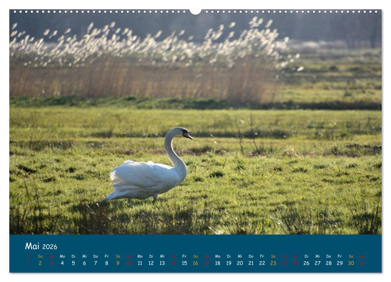 Naturschutzgebiet Wümme (hochwertiger Premium Wandkalender 2026 DIN A2 quer), Kunstdruck in Hochglanz: Ein Fotokalender mit Aufnahmen aus der Wümmeniederung, von Jens Siebert (CALVENDO Natur)