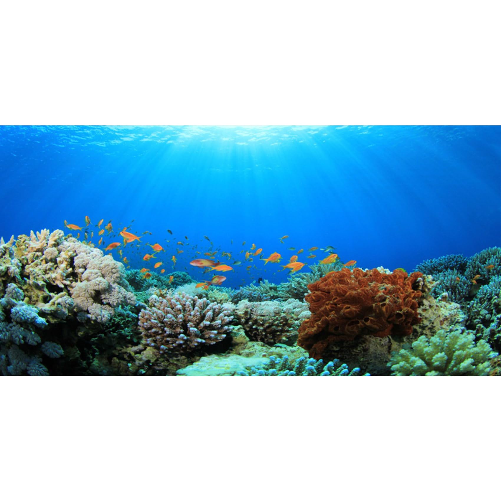MIRRORANG 76x30cm Undersea Terrarium Background Underwater Blue Ocean Sunlight Colorful Coral Tropical Fish Background Fish Tank Aquarium Background — image 1