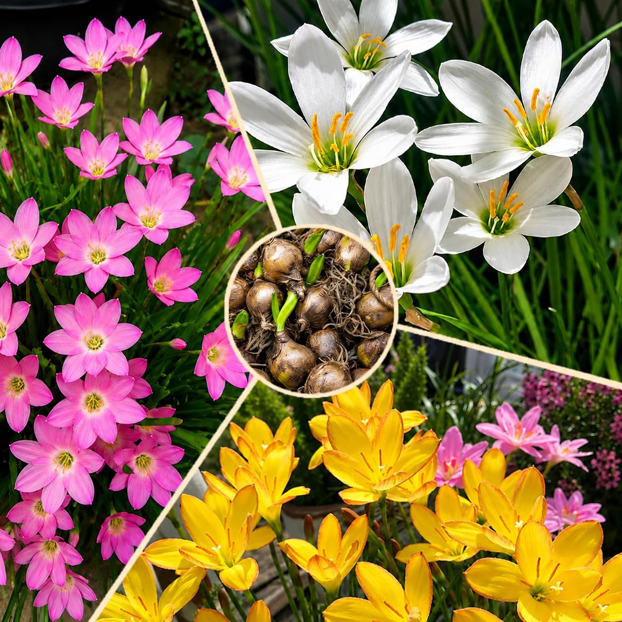 Rain Lily Bulbs 3 Color Combo Pack of 3 (Pink, Yellow & White) | Live Planting Bulbs | Easy to Grow-image-44