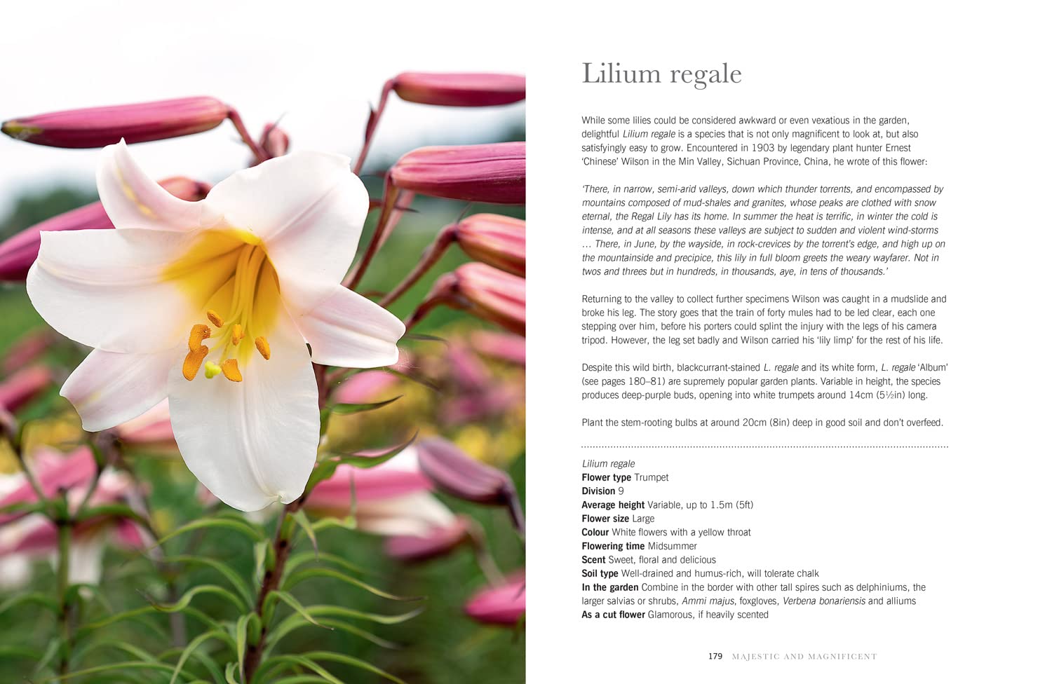 Lilies: The ultimate flower guide for growing, flowering and cutting varieties for the home and gardening