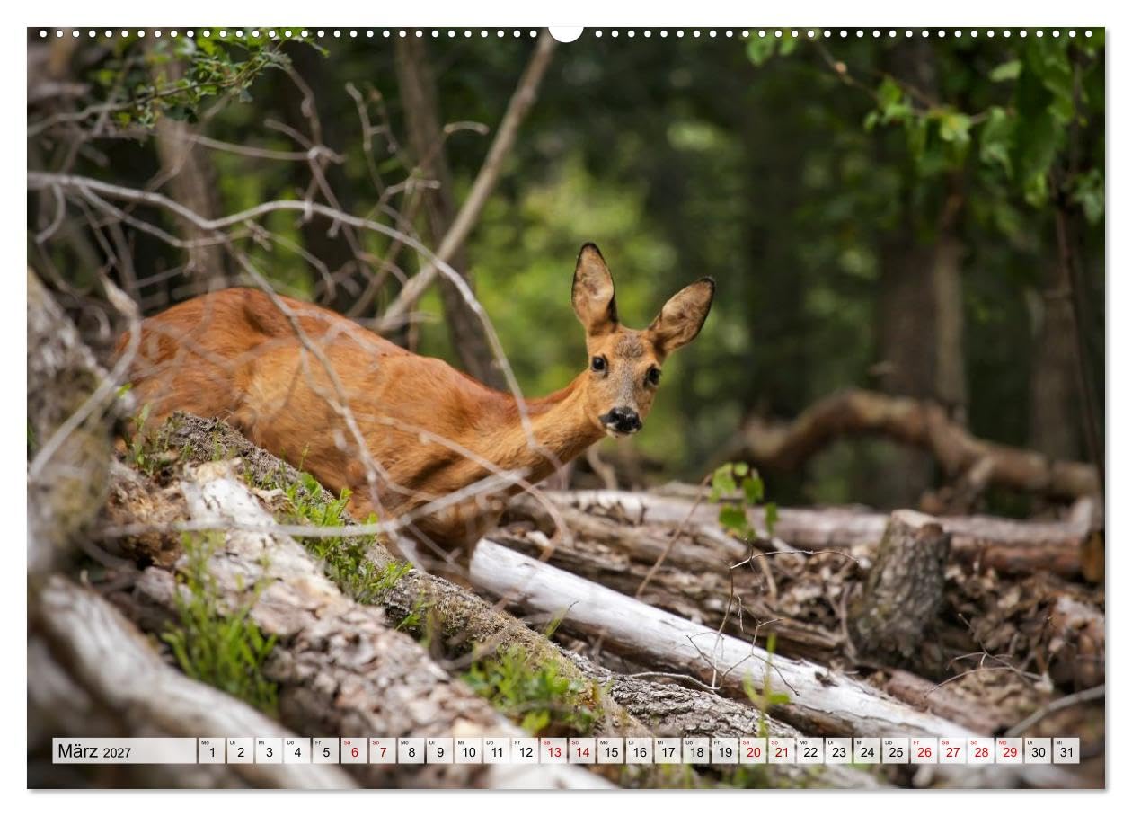 CALVENDO · Sanfte Augenblicke, Faszination Rehe (Kalender 2027) | DIN A2 Querformat · Premium-Wandkalender · Rehe, Eleganz und Sanftmut des Waldes