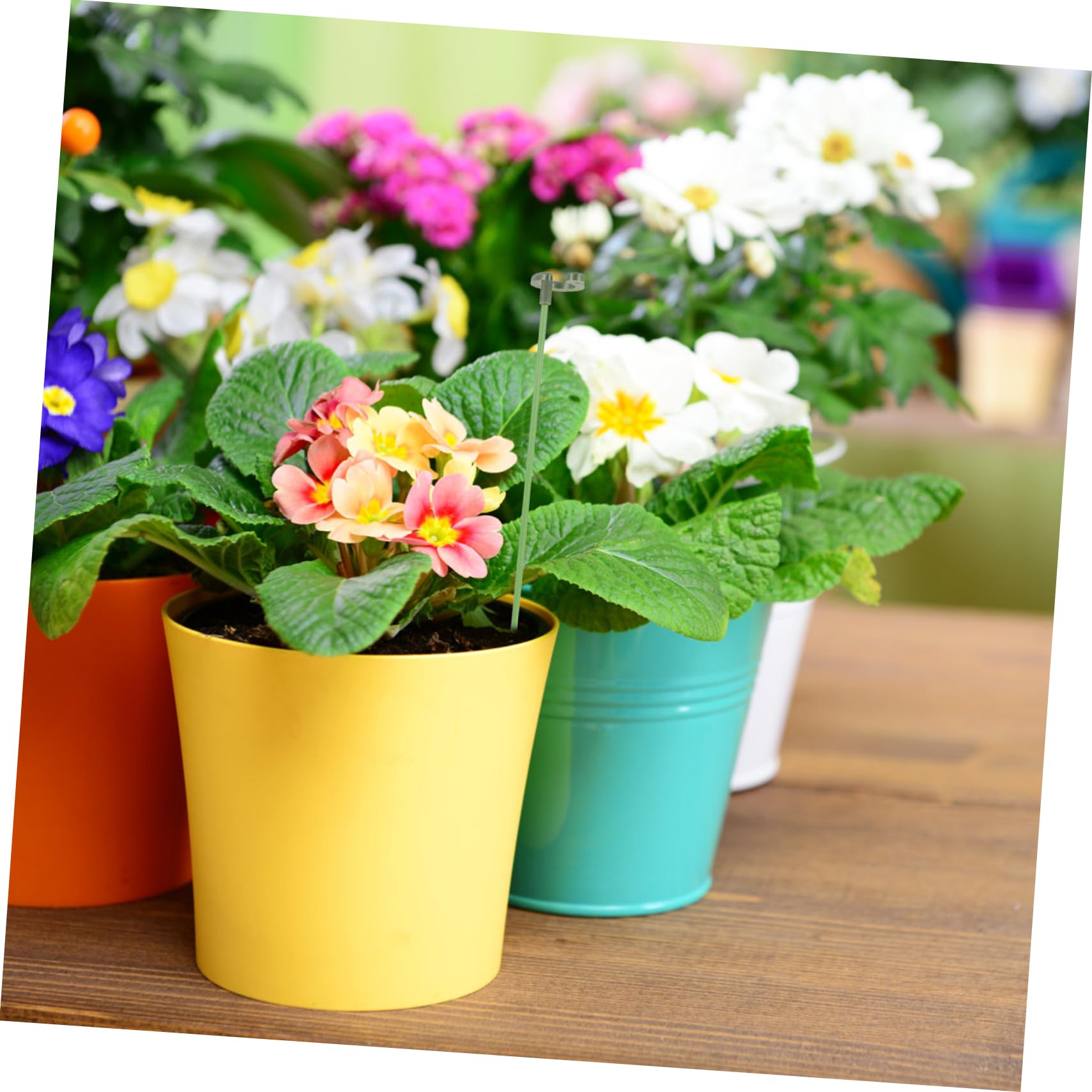 Abaodam 3 Sätze Pflanzenstützrahmen Blumen- eingetopft Stützgestell für Kletterpflanzen Einsätze Pflanzenpfähle Hochleistungs-Gartenpfähle kleine Gartenpfähle Plastik Green