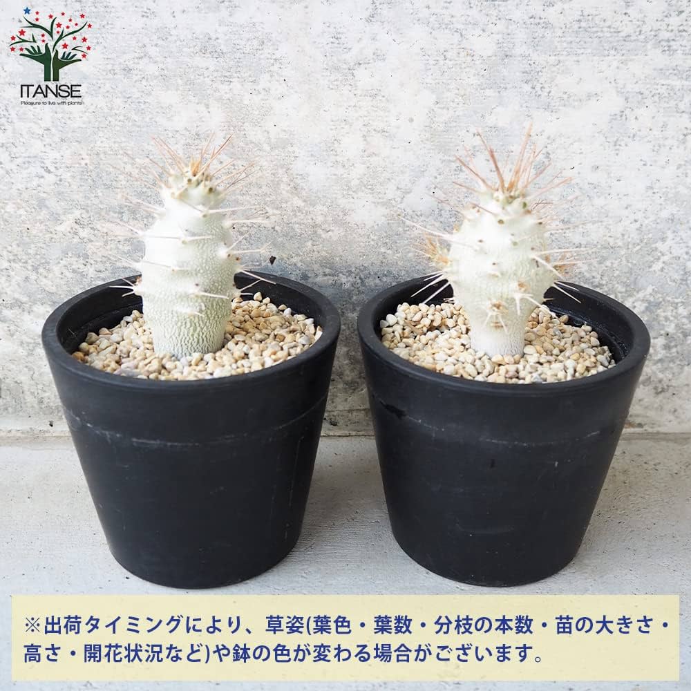 【大株】パキポディウムサンデルシー 白馬城 実生 塊根植物 多肉 大株】パキポディウムサンデルシー 白馬城 実生 塊根植物 多肉