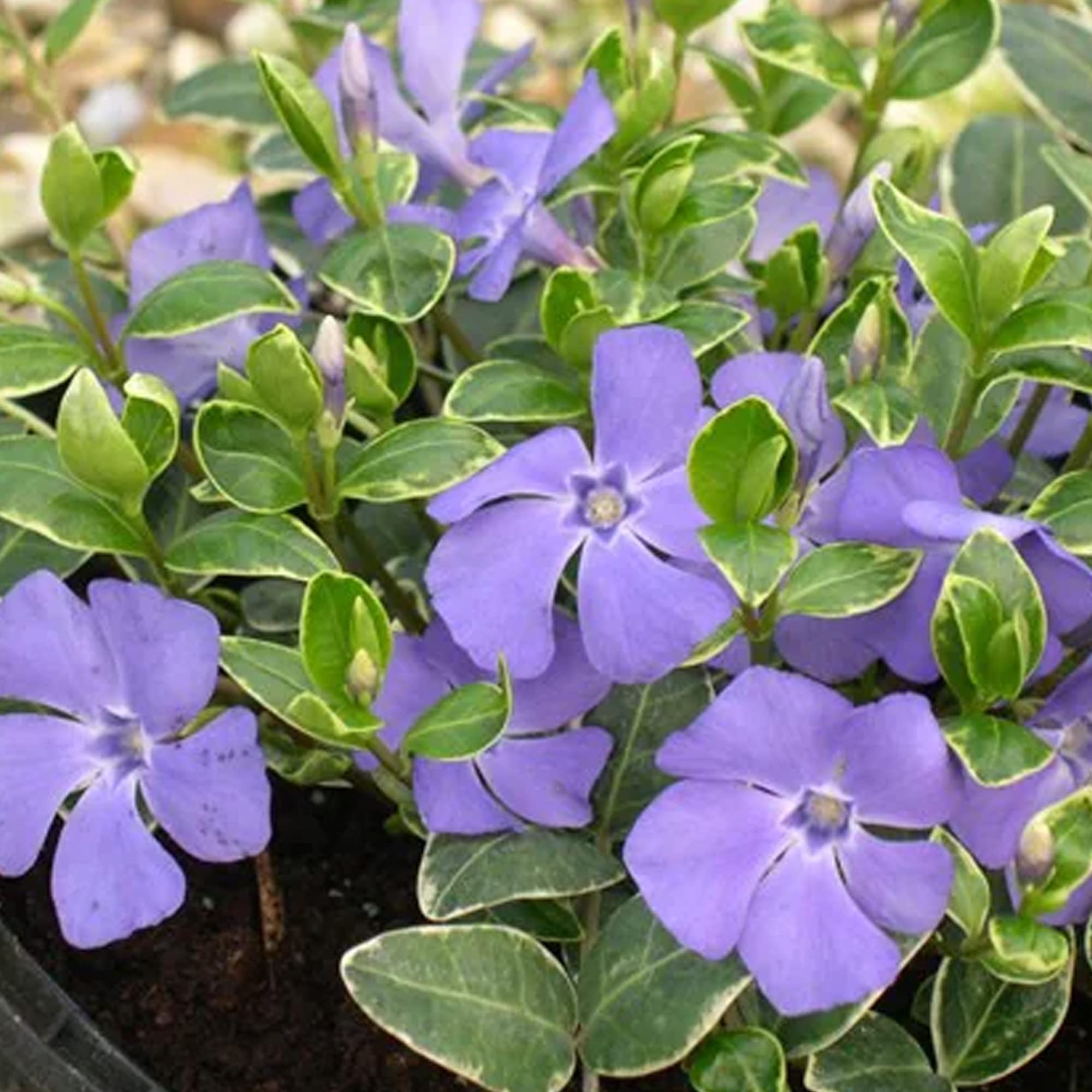 Vinca minor Ralph Shugert - Arbusto de Jardín con Flor Listo para Plantar - Planta Trepadora en Maceta – Ideal para Parterres, Borduras y más