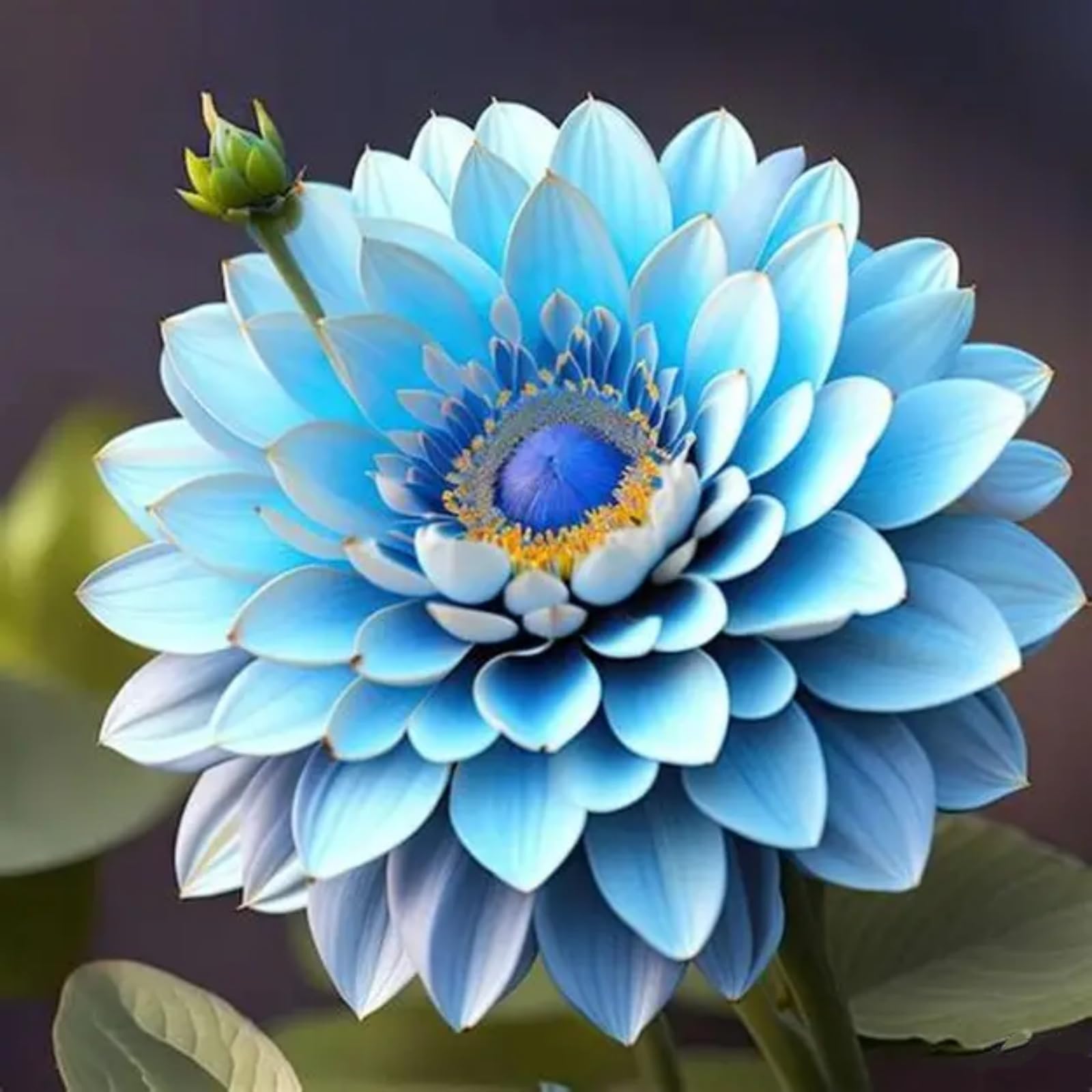 Dahlia tubers/Dahlia for Planting UK-Bedding/Gorgeous/Ornamental/Potted/Plants/Rhizome/Resistant-8 Bulbs-B