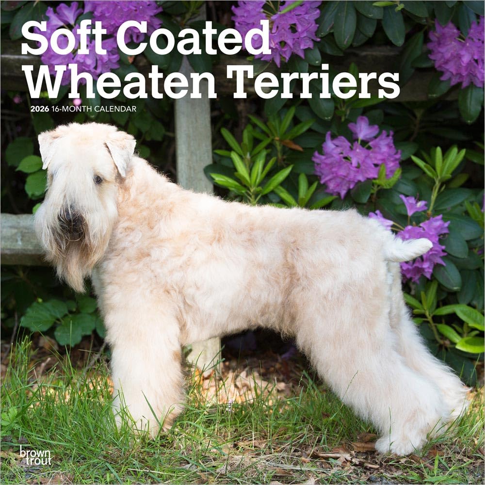Soft Coated Wheaten Terriers Calendars 2026, Wall Calendars, Month To View, Gift
