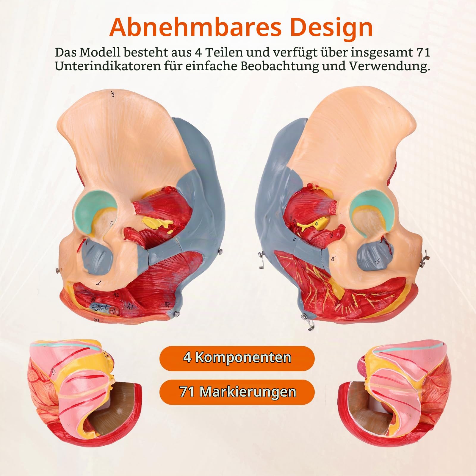 Weiblicher Beckenboden Modell, Anatomie Modell Beckenboden, Weibliches Beckenmodell Lebensgröße Mit Abnehmbaren Organen 4-teiliges, Für Lehr-Lern-Display