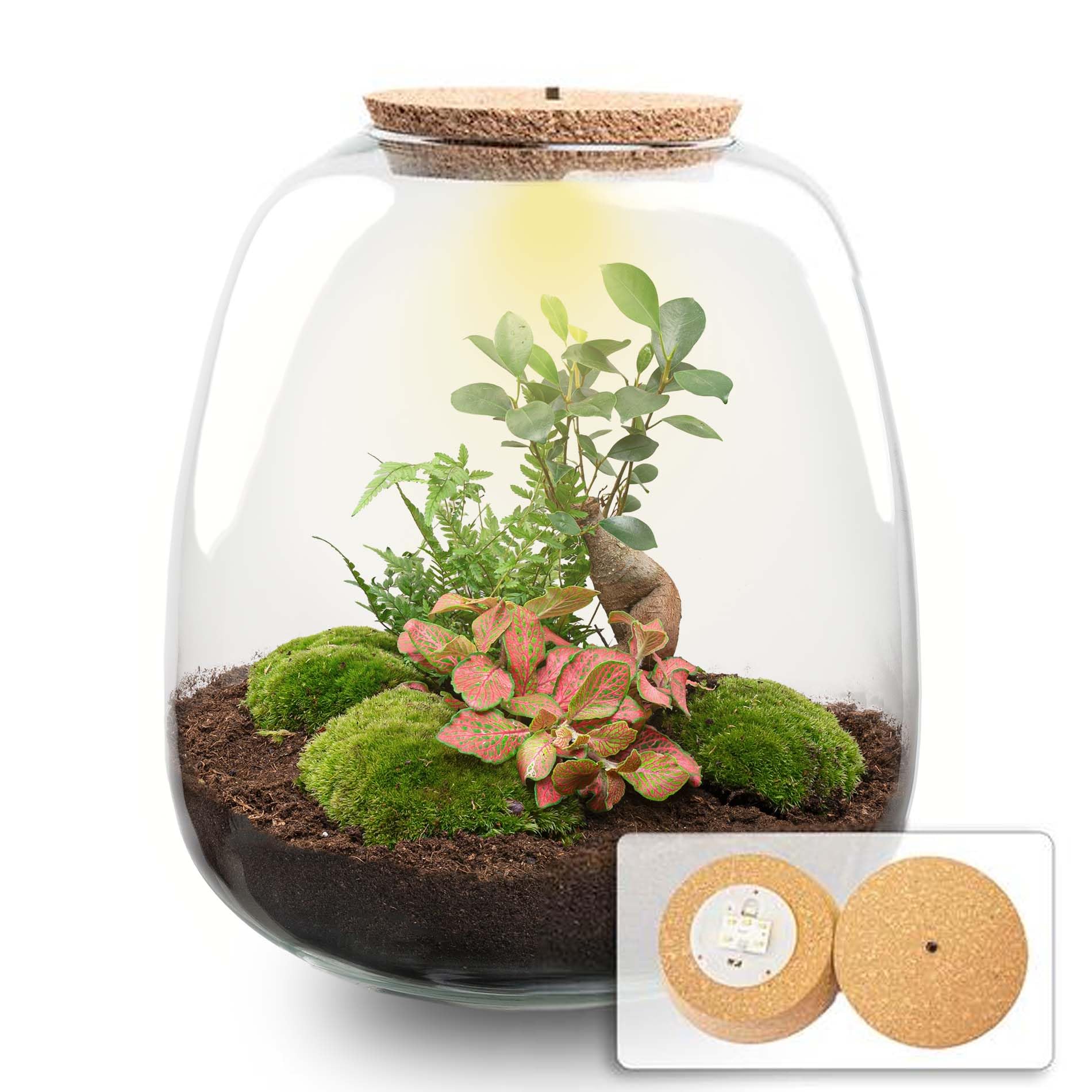 urbanjngl - Emma - Bonsai Red - Flaschengarten mit Licht - DIY Terrarium mit Pflanzen im Glas - Ø 23 cm ↑ 25 cm