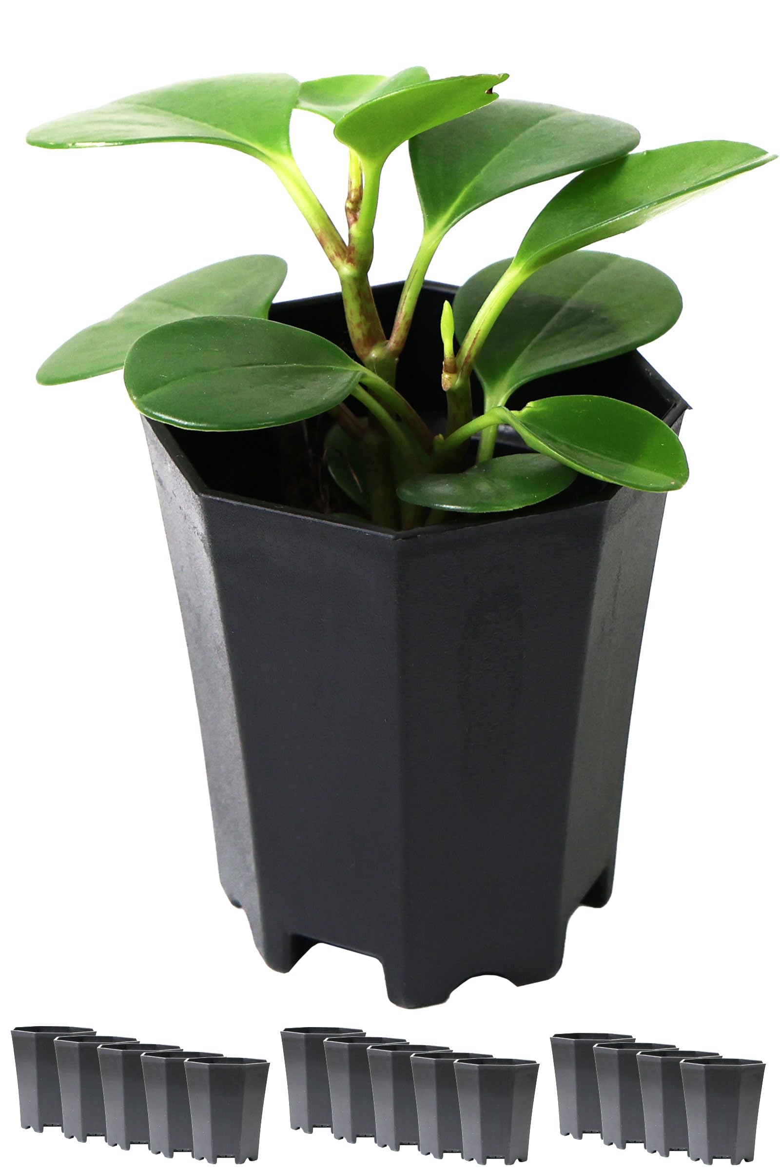 Amazon.co.jp: 植木鉢 2号 15個セット ブラック｜八角鉢 多肉植物