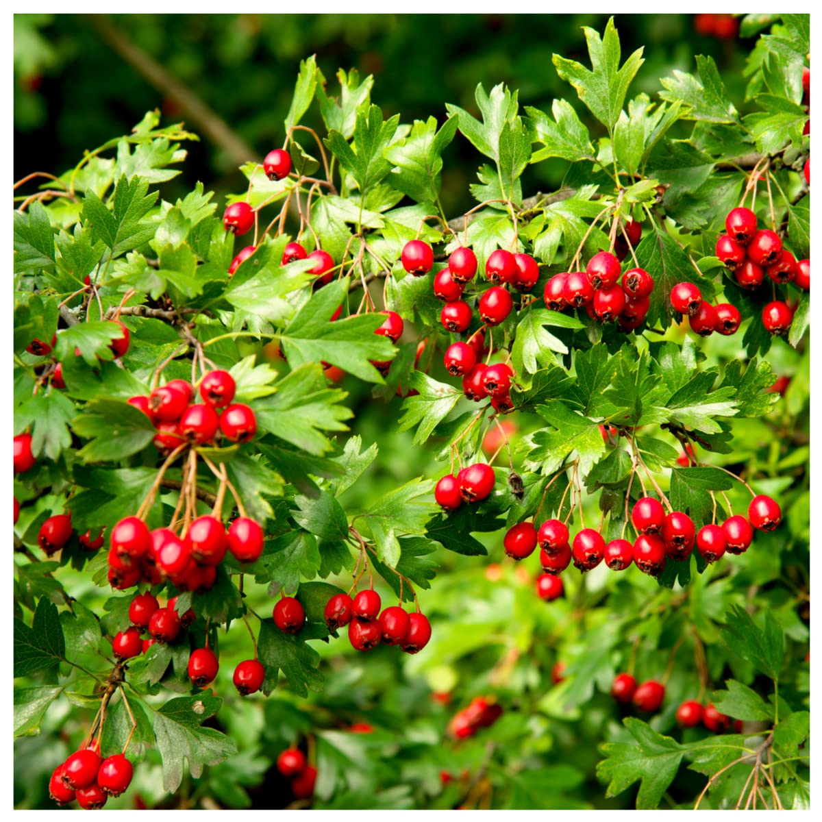 1 Hawthorn 2-3ft Tall Hedging,Plant,Whitethorn,Quickthorn, 60-90cm 1 Year Old 3fatpigs®