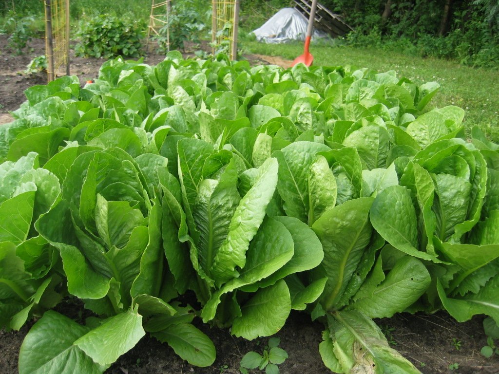 Dirt Goddess Super Seeds Romaine 1 LB