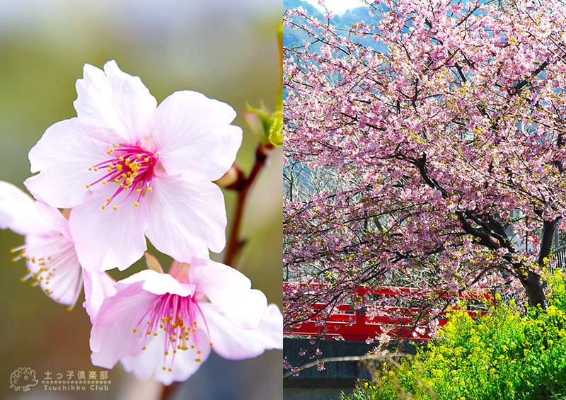 Amazon.co.jp: 桜『河津桜（かわづざくら）』接ぎ木15cmポット苗木