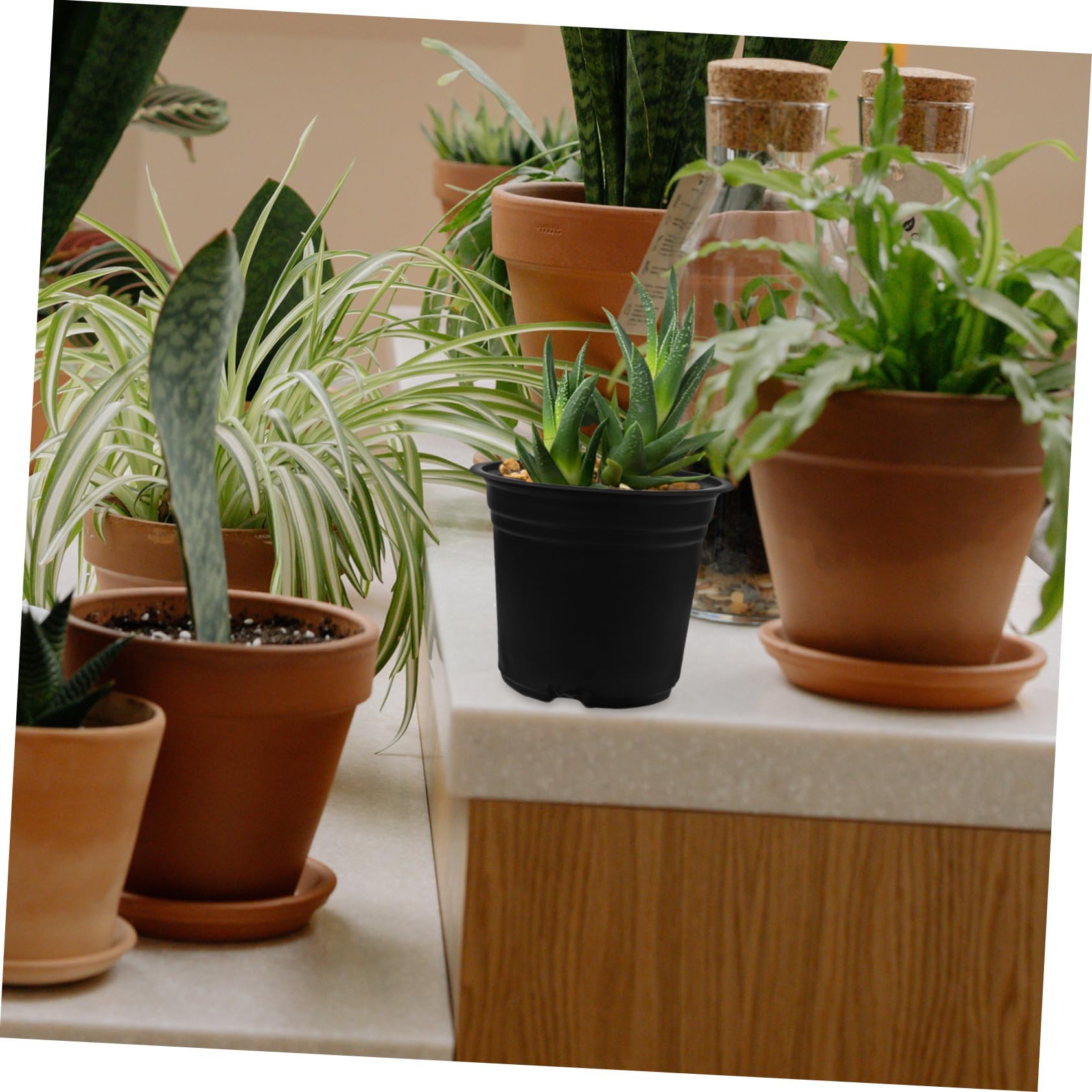 Abaodam Pots de Semis en Plastique Noir 50 Pièces pour Plantes Succulentes Jardin Extérieur Pot de Pépinière Trou Drainage Léger et Réutilisable