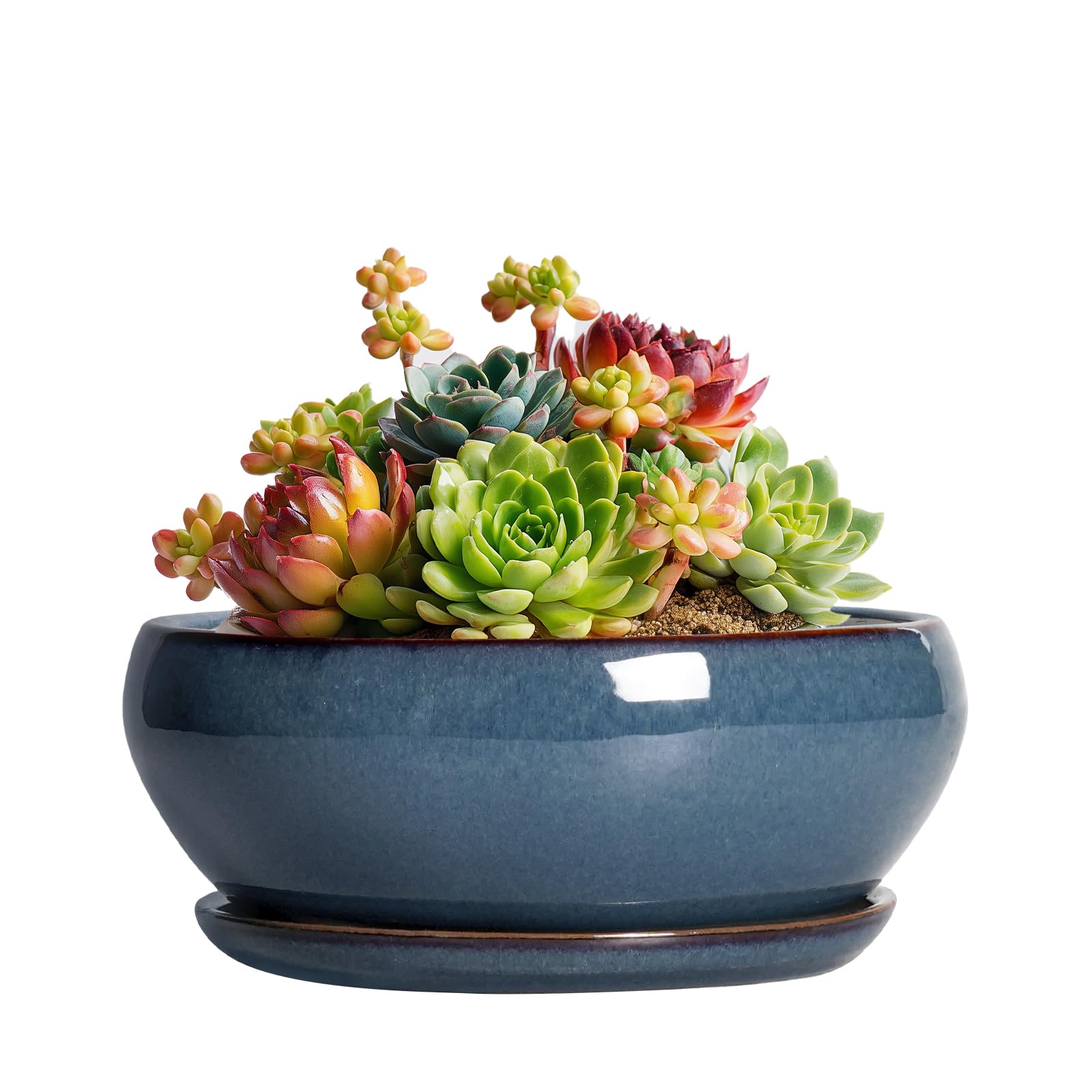 SQOWL Succulent Pots