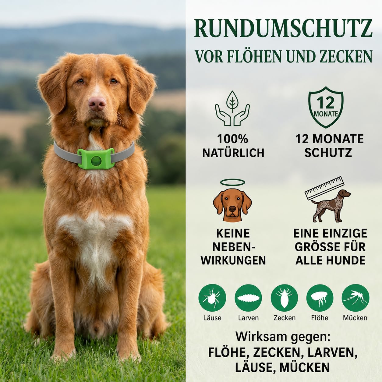 Fell-Freund TickGuard Clip- Fellfreund Zeckenhalsband für Hunde, Verstellbares Halsband Zubehör mit Ätherischen Ölen, Wasserfester Schutzclip für Spaziergang Garten und Outdoor (Blau,2 Stück)