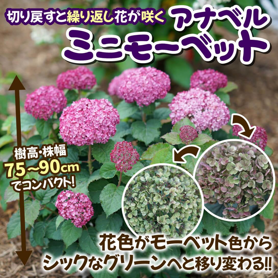 Amazon.co.jp: 花木苗 アメリカアジサイ アナベル ミニモーベット 品種