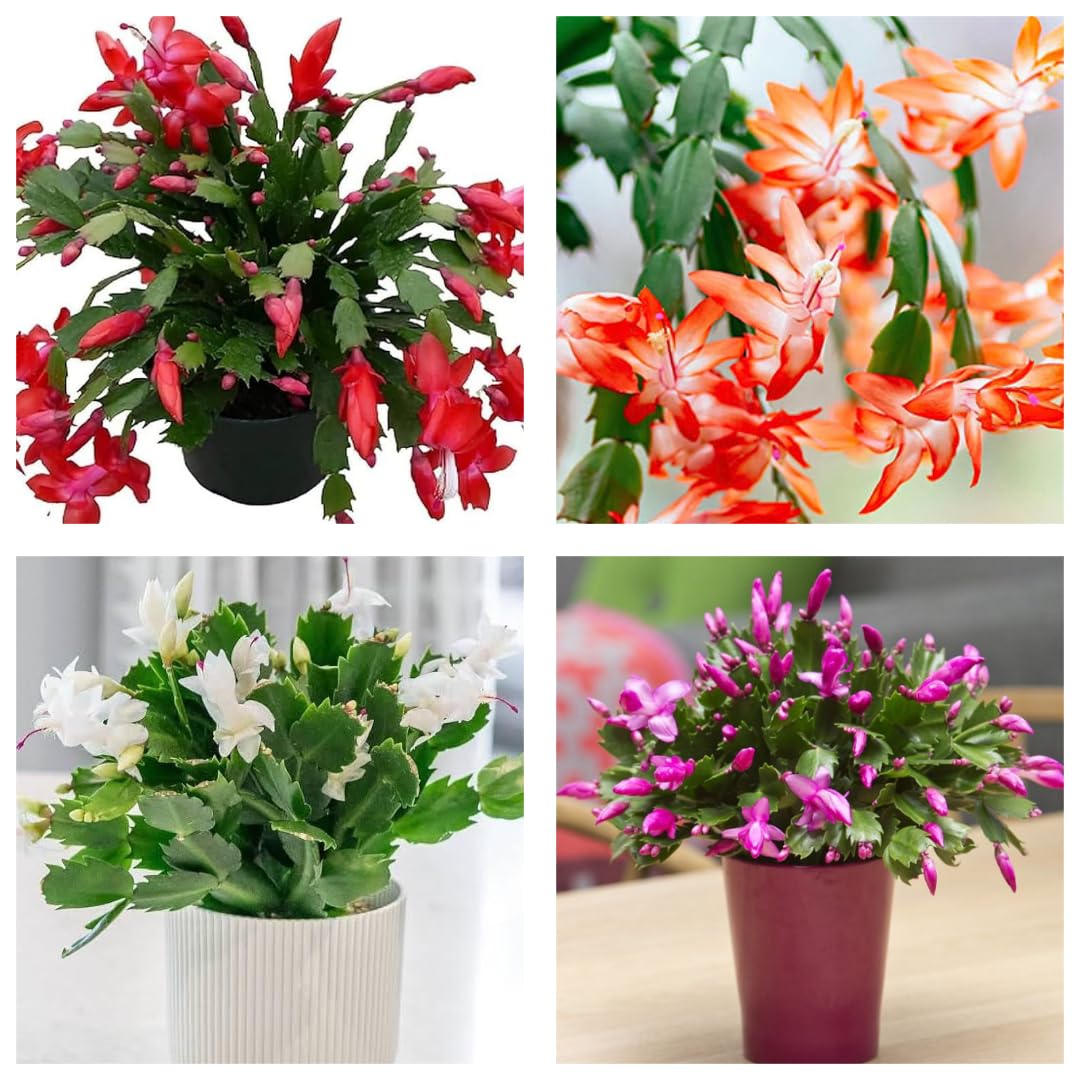 Original & Authentic Christmas Cactus Live Plant Combo Pack - Set of 4 Multicolor | Zygocactus Schlumbergera for Home & Office Decor In Pepper Basa Healthy Plants-image-49