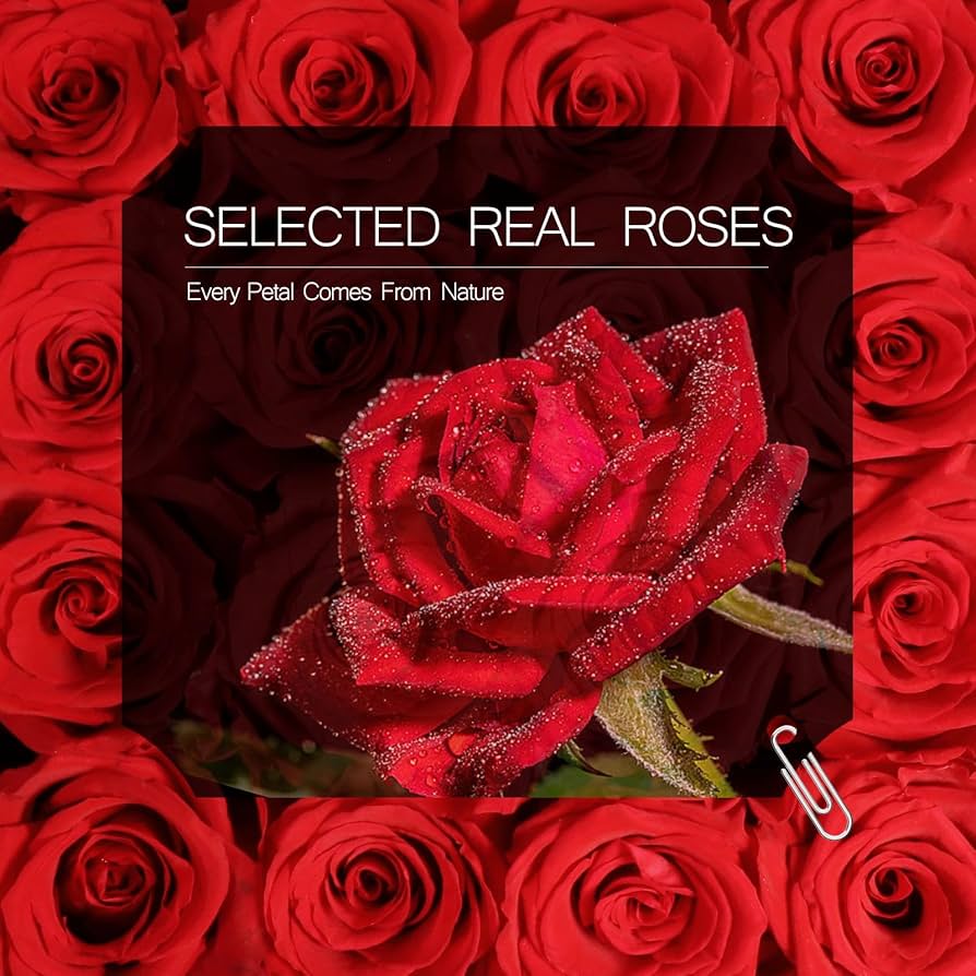 完売‼️ ALL ROSES LIVING PROOF Dash  完売‼️ ALL ROSES LIVING PROOF Dash Snow Amazon.co.jp: 完売