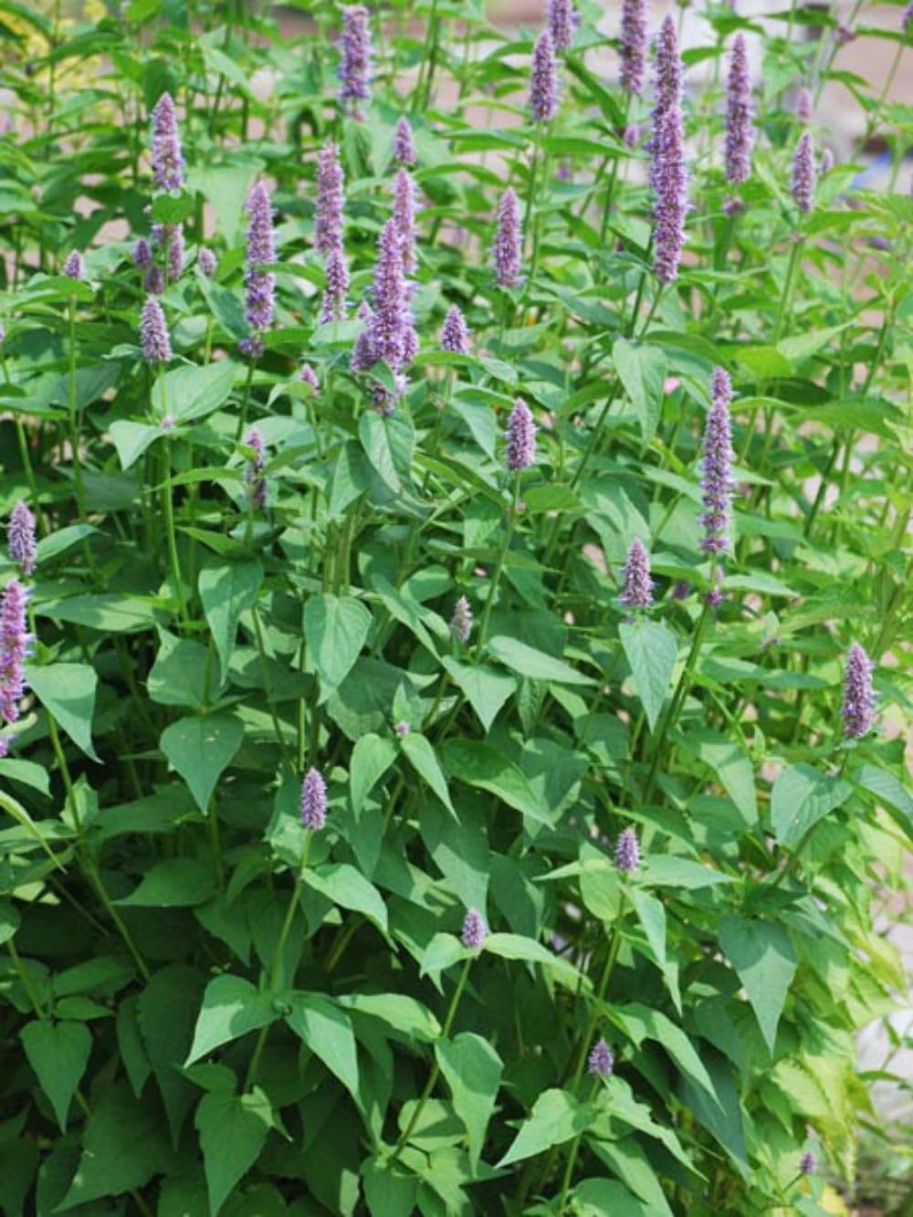 Agastache x Blue Fortune