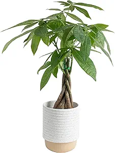 Costa Farms Money Tree Live Plant | 12-16 Inches Tall Bonsai | Easy to Grow Indoor Houseplant in ...