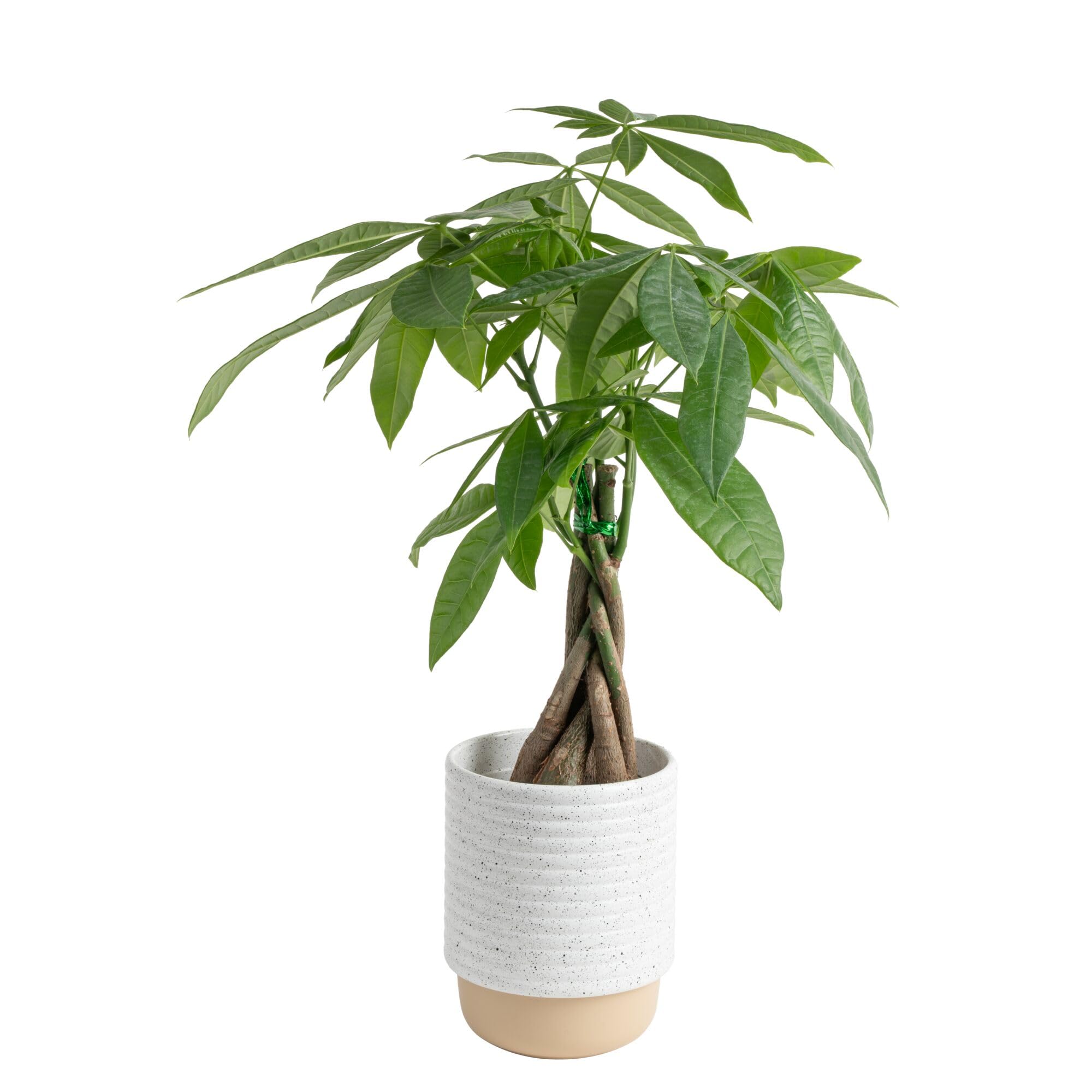 Costa Farms Money Tree, Pachira, Medium, Ships in Premium Ceramic Planter, 16-Inches Tall