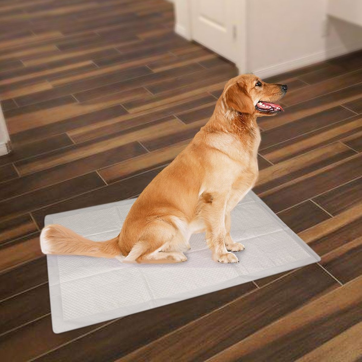 PETCUTE Tapis éducateurs pour Chiots Super absorbants Pee d'entraînement Bleu 4tailles