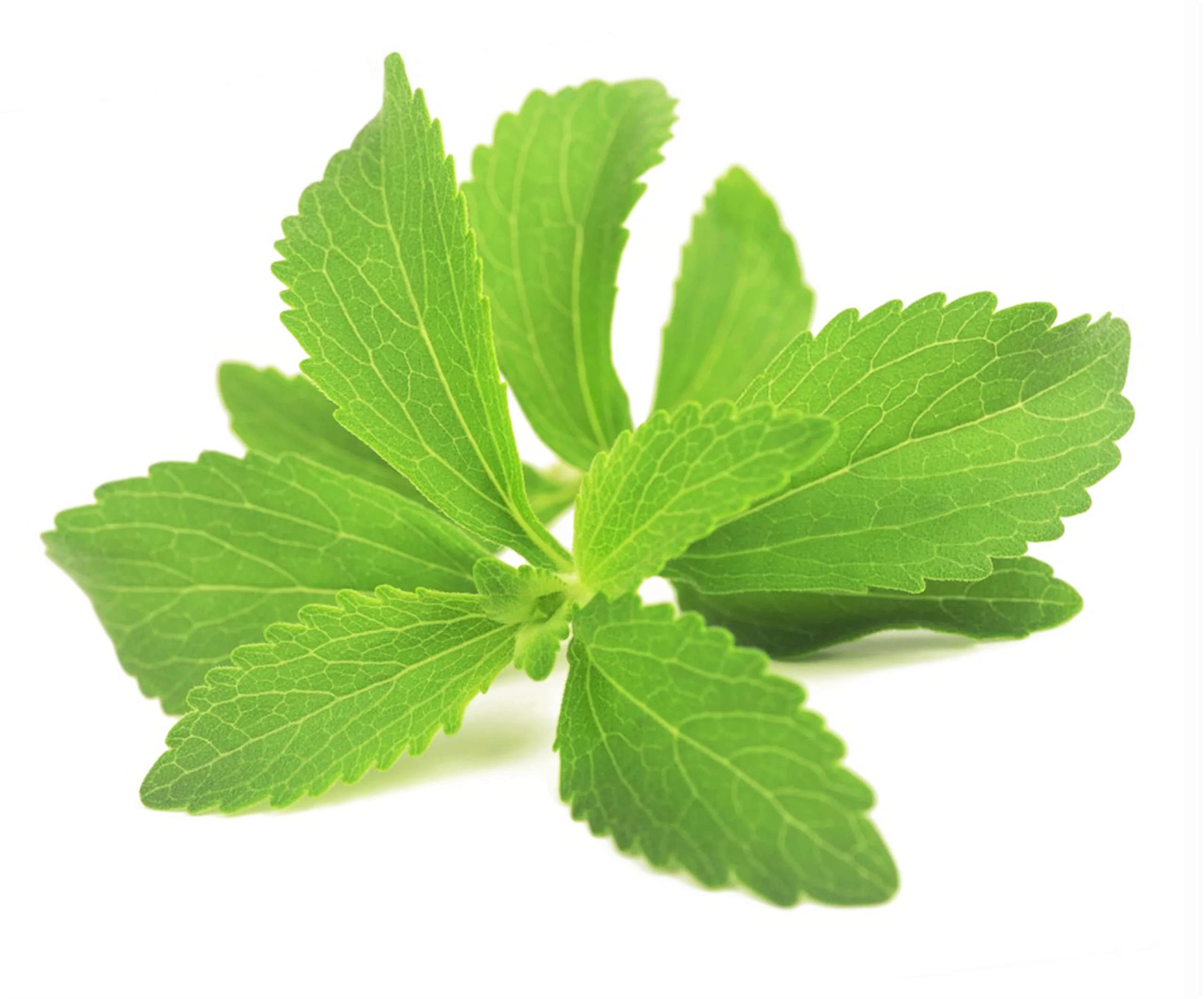 Gromax India Stevia Seeds (Pack of40 Seeds) (B09SHWKVRD) Amazon Price History, Amazon Price Tracker