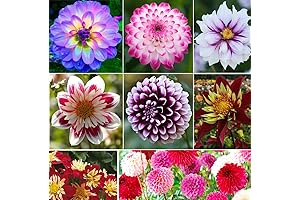 S-pone Rare Dahlia Pompon Flower Seeds