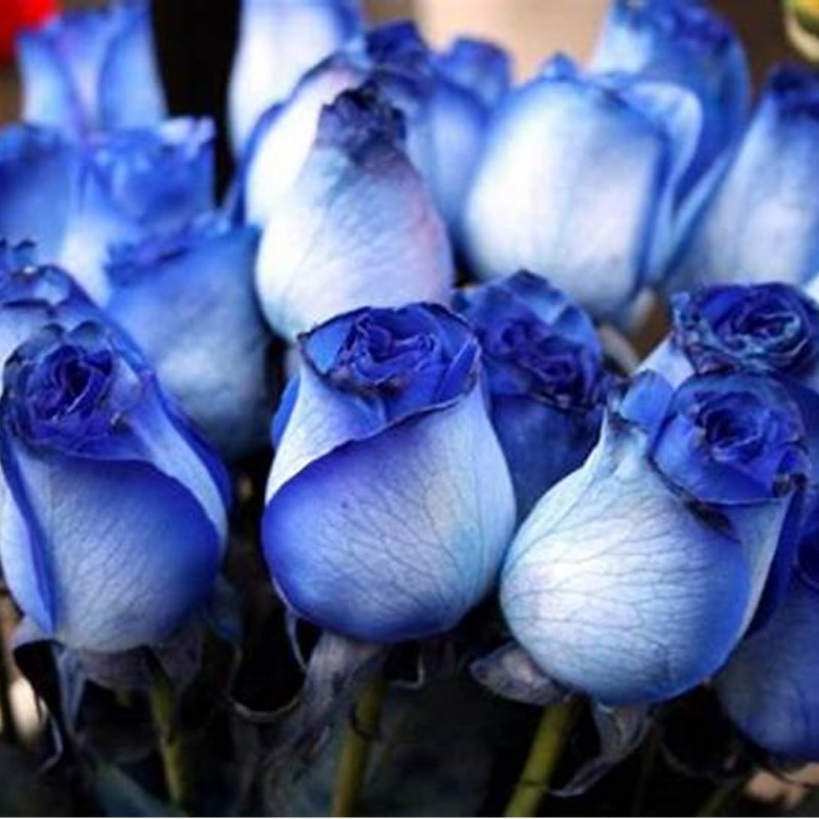 Gorgeous Rose Bulbs Mix UK,Good for Containers,Flowering Rhizome,Iridescent,Excellent Display,Perennial,Balcony Garden Bulbs,Hardy,Rose Rhizome-5bulbs-A