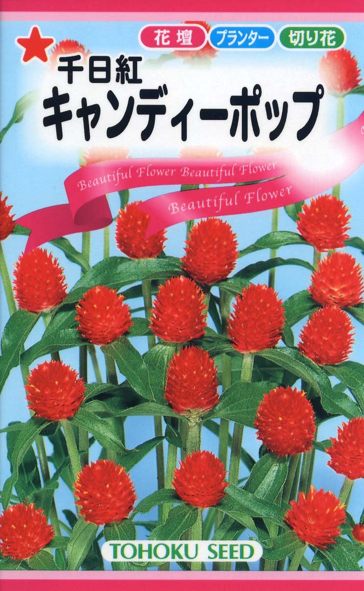55.キャンディ　キャンディ　花名刺 丸三 キャンディキャンディ花名刺 24付