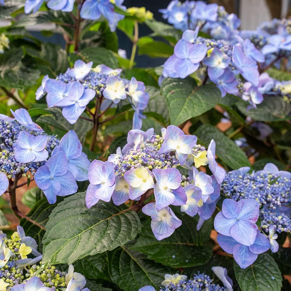 Pop Star Bigleaf Hydrangea