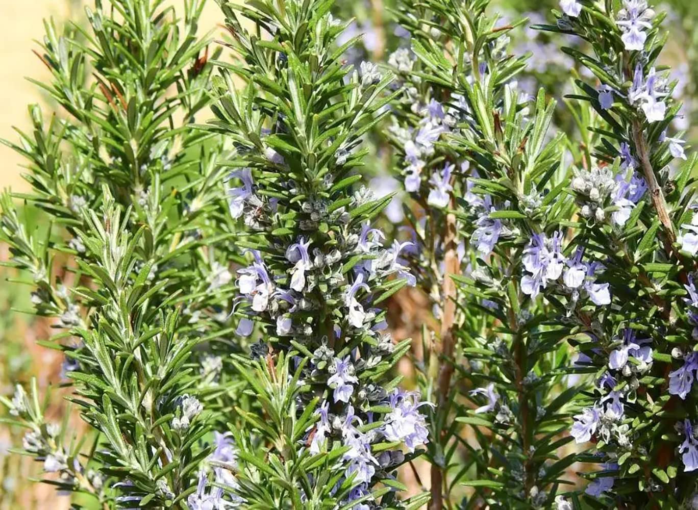 200pcs graines de romarin extérieur Jardin Serre Balcon Plantation récolte d'automne rares variétés d'entrée de gamme assez exotique jardinage Novice