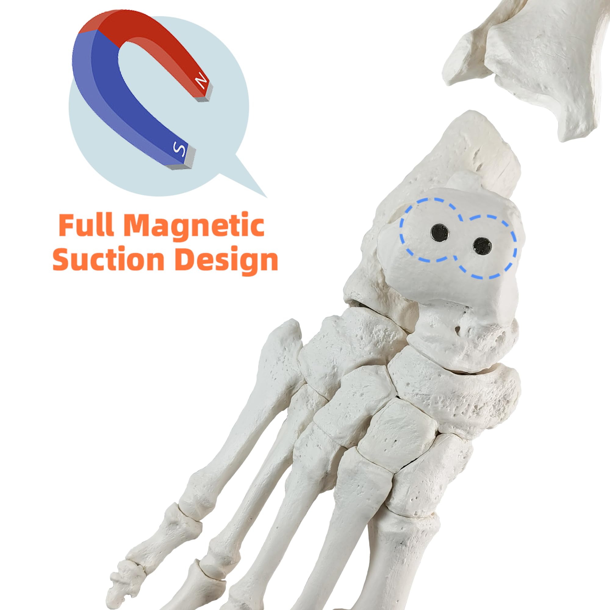 EVOTECH SCIENTIFIC Modello del piede del magnete, Modello anatomico del corpo umano, 2024