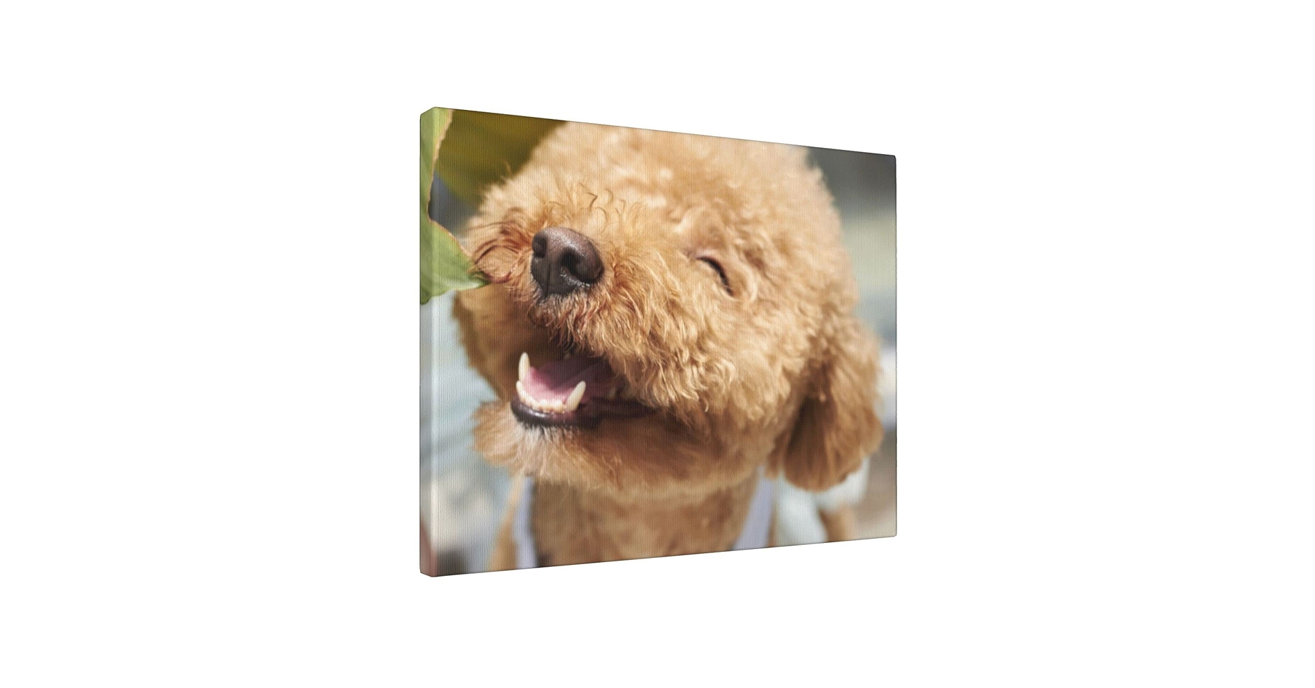 トイプードル♡オーダーパネル オーダーページ パネル トイプードルz@ 5/26