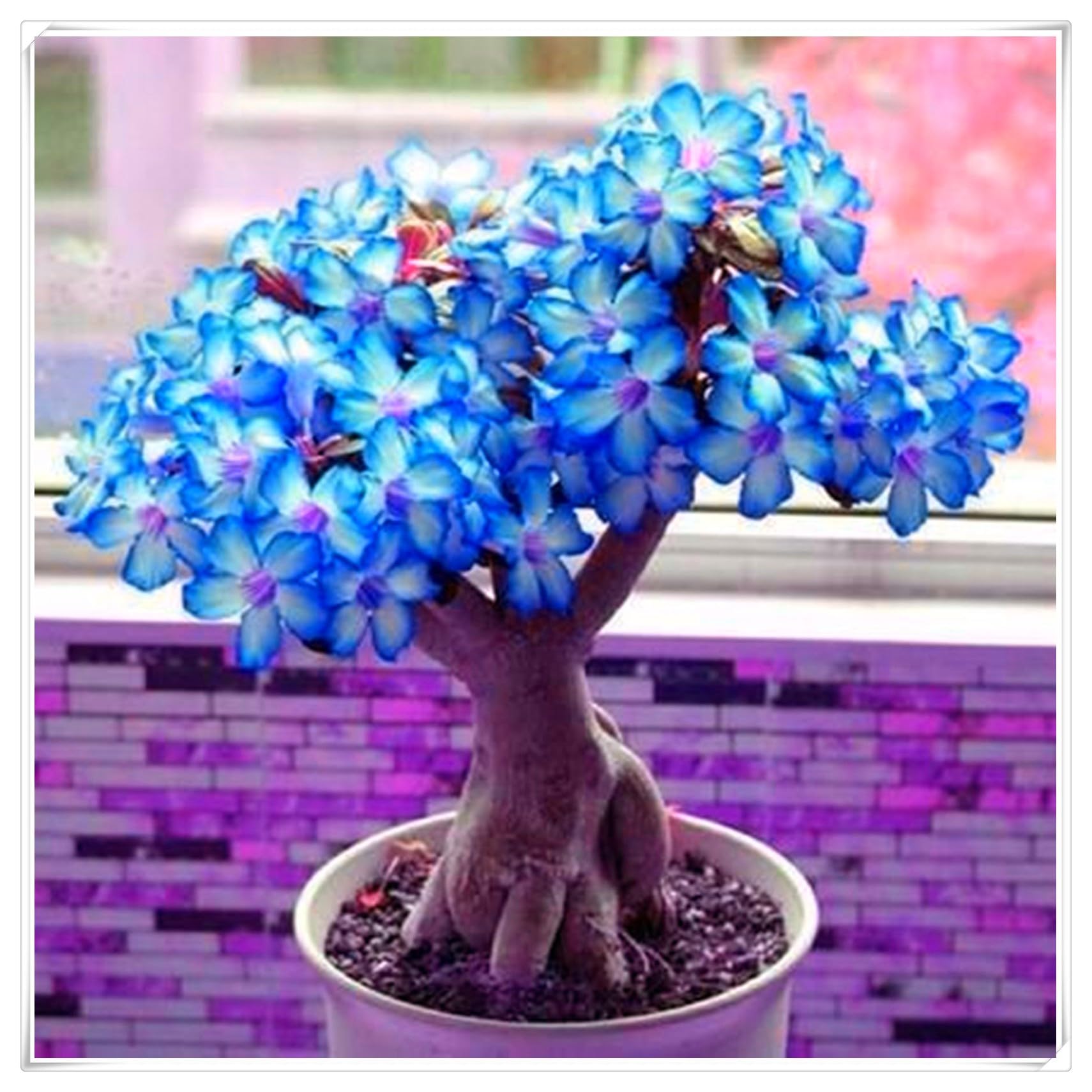 Flowering Rhizome,Excellent Display, Strong Desert Rose Roots,Desert Rose Bulbs,Easy to Plant, Wedding Flowers-3 Bulbs-G