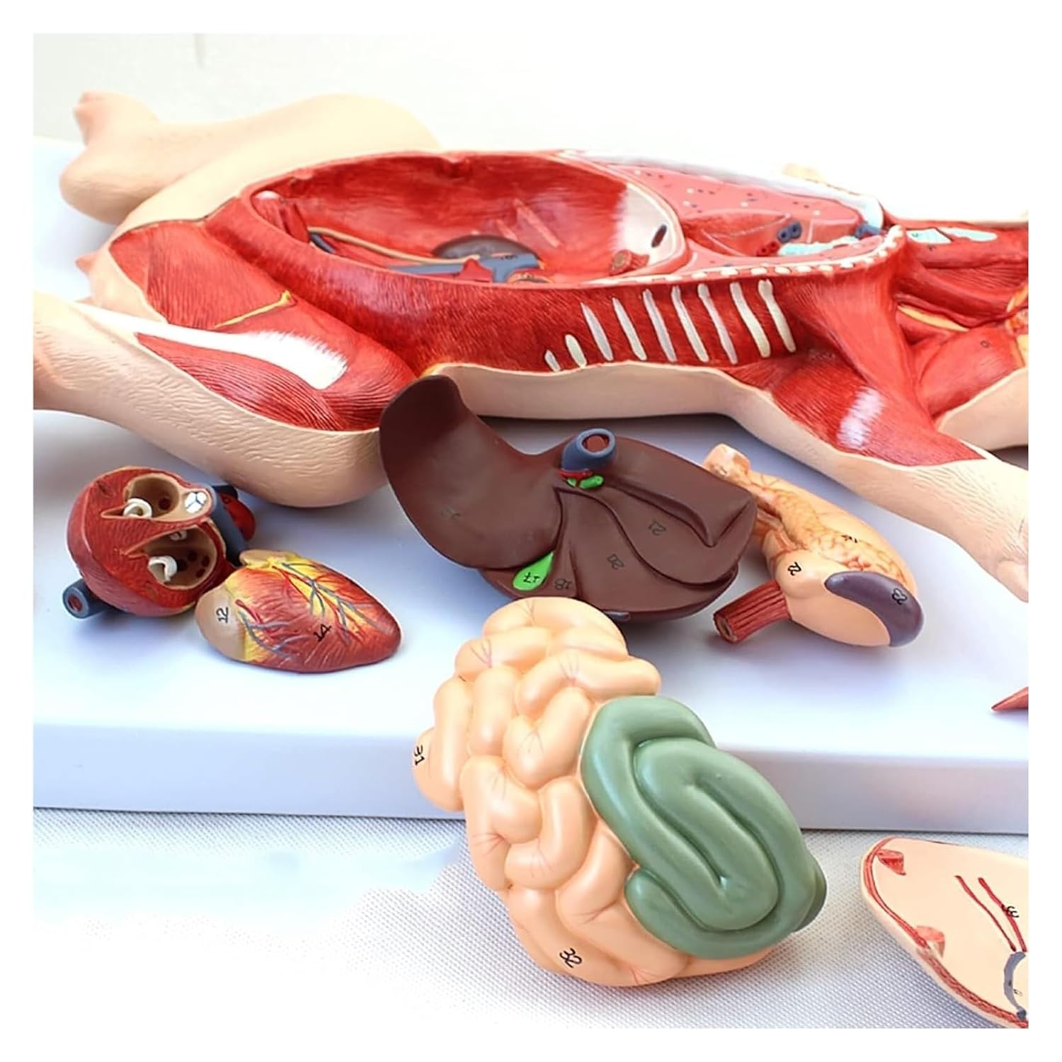 Pig Anatomy Model, Animal Embryonic Organs, Visceral Muscles and Nerves, 10 Parts for Veterinary Learning