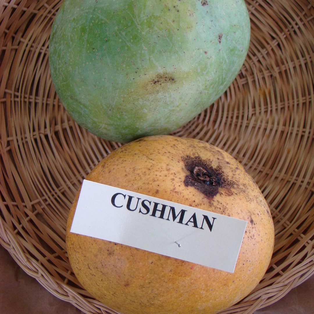 M-Tech Gardens Mango Fruit Plant (Cushman, Grafted Hybrid) Exotic 1 Live Fruit Plant