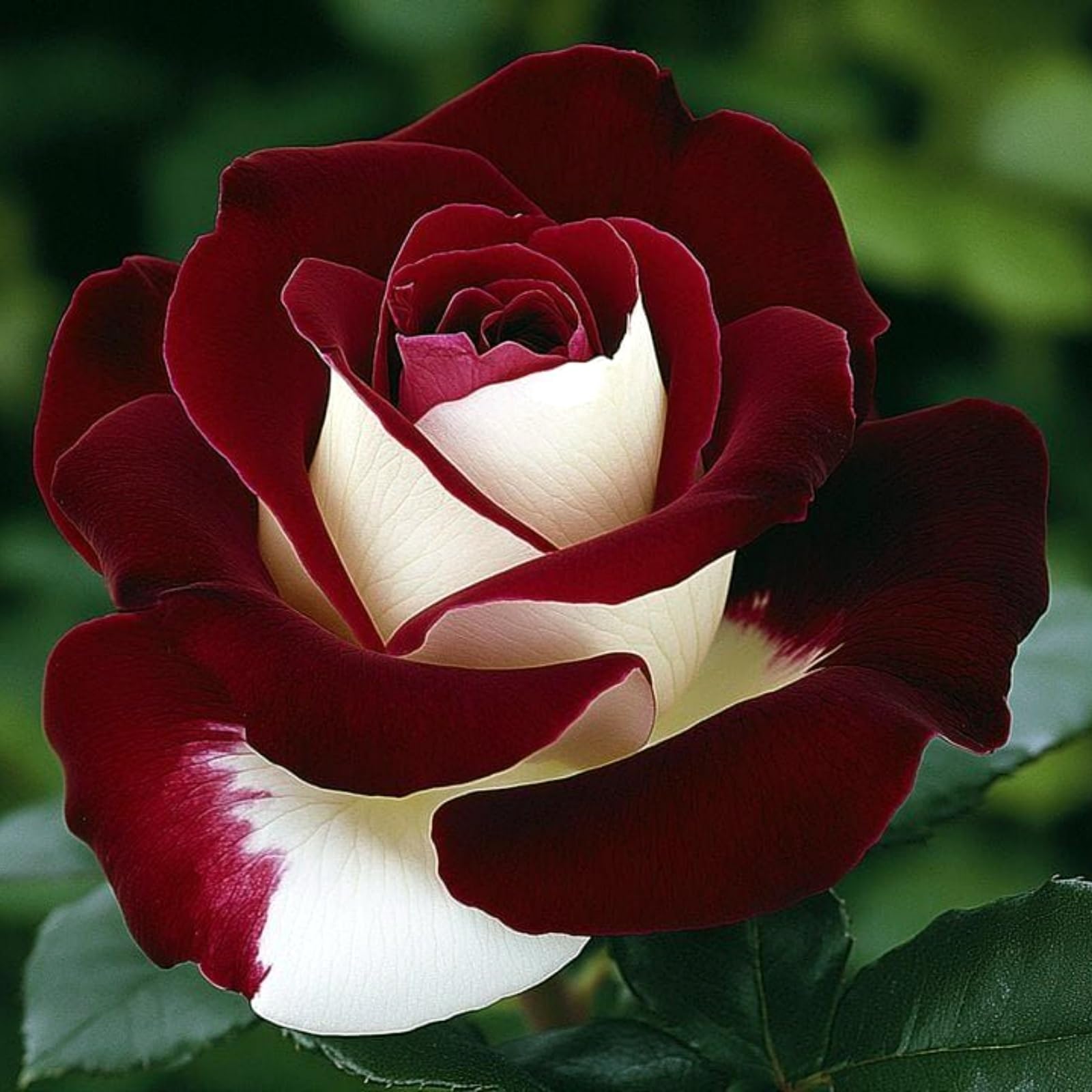 Rose Rhizome Planting, Hardy Perennial, Garden Decoration, No Watering Required, Professional Planting, Suitable for Spring and Autumn-3 Rhizome-F