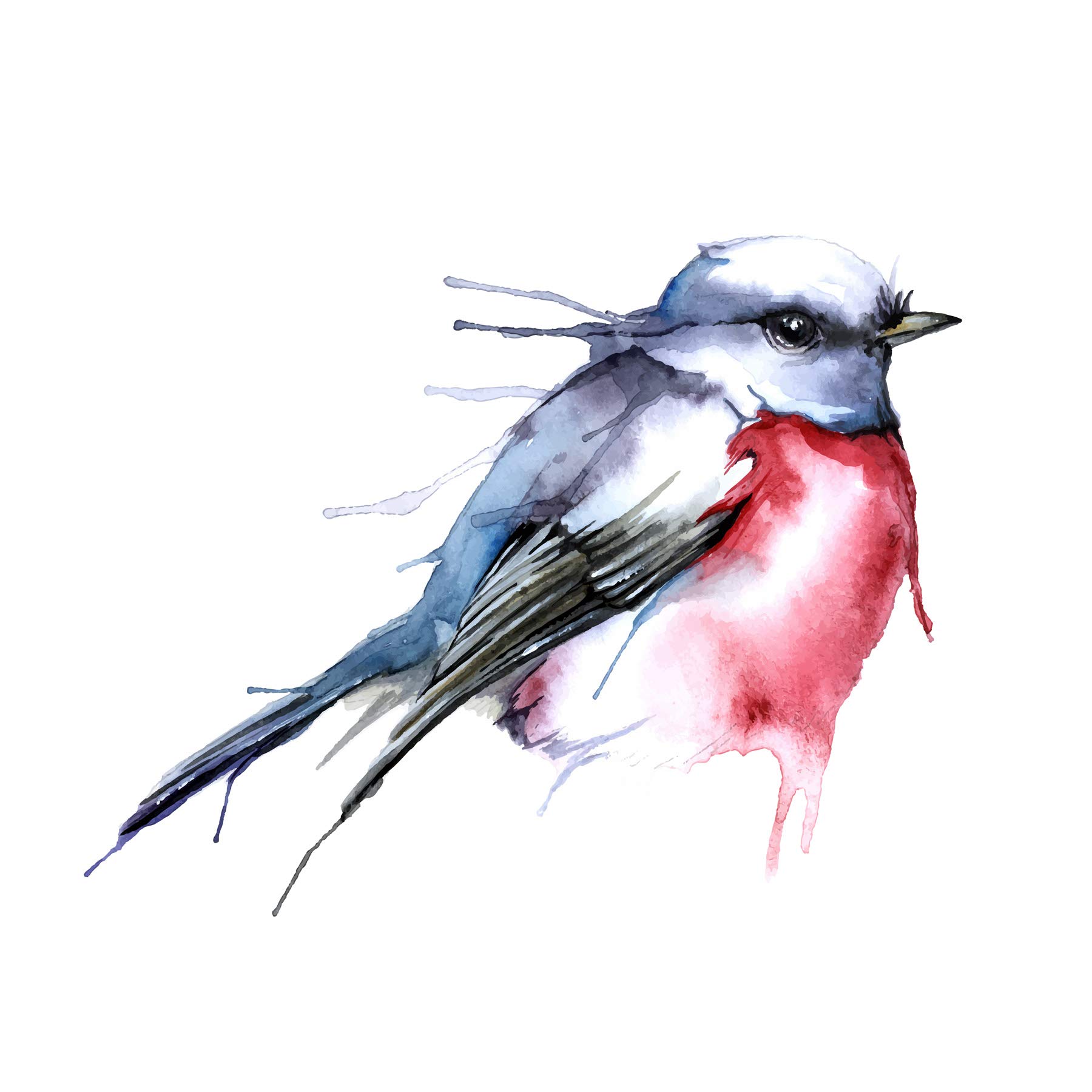 Wee Blue Coo Bird Robin Watercolour Large Wall Art Poster Print Thick Paper 18X24 Inch