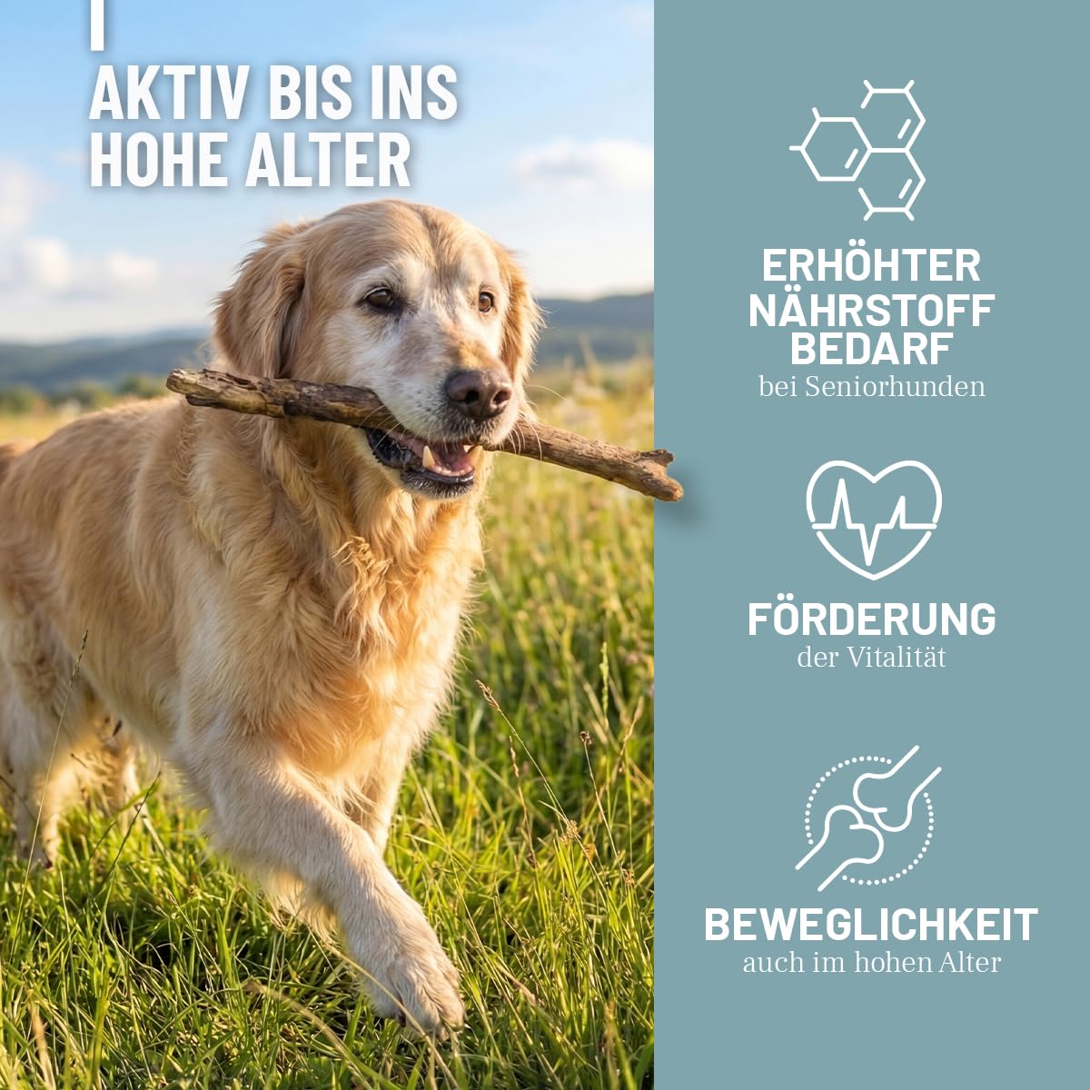 ReaVET Senior Complete Pulver für ältere Hunde, Seniorenhunde – zur Unterstützung von Gedächtnis- & Herzfunktion, mit Grünlippmuschel & Taurin für Beweglichkeit & Vitalität im Alter I 250g