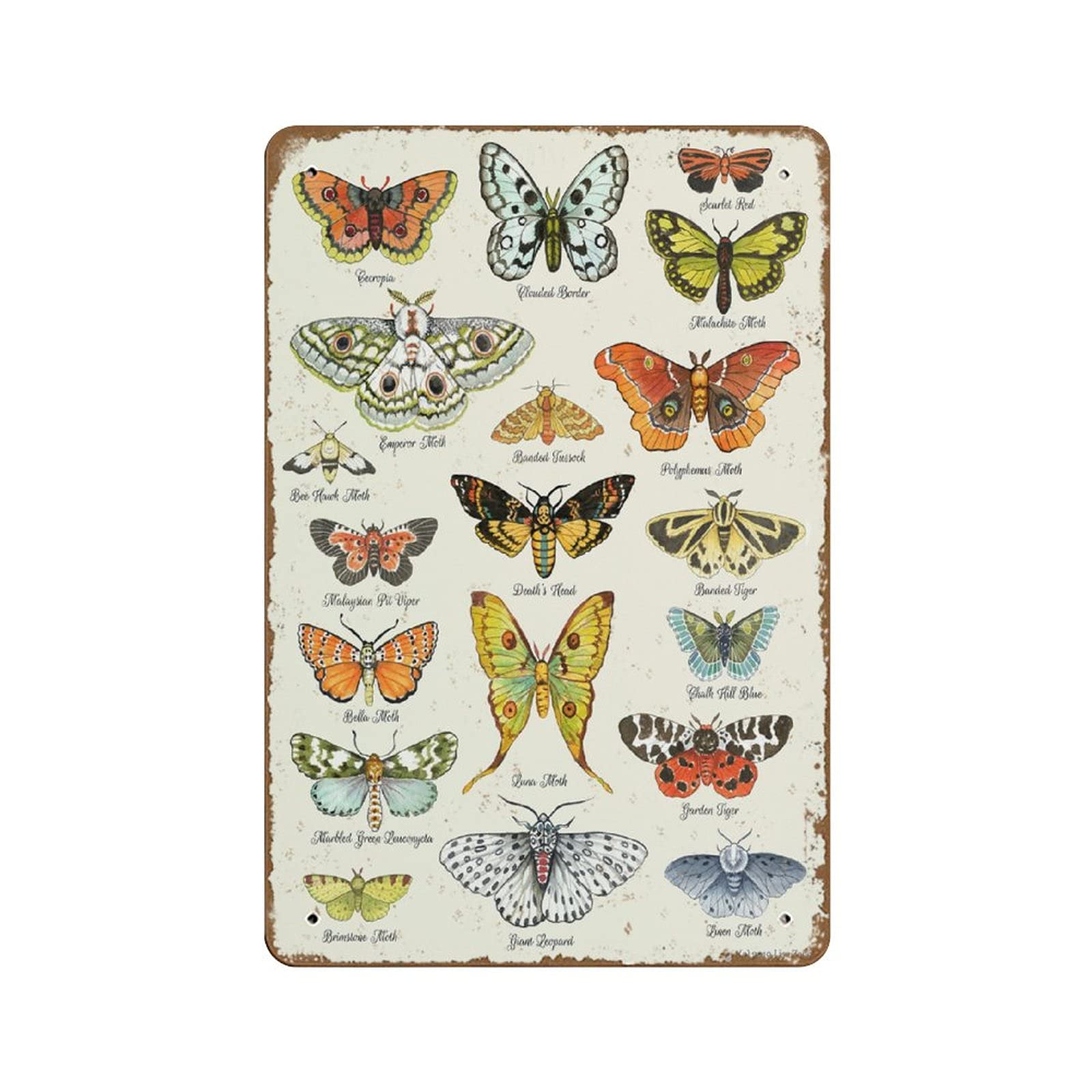 Pibonto Boys Wall Art Moth Chart Print Moth Art Moth Poster Insect Art Butterfly Lepidopterist Entomology Lepidopterology Entomological Science Novelty Retro Metal Tin Sign Embossed Metal Poster Vintage Signs 8X12 Inch