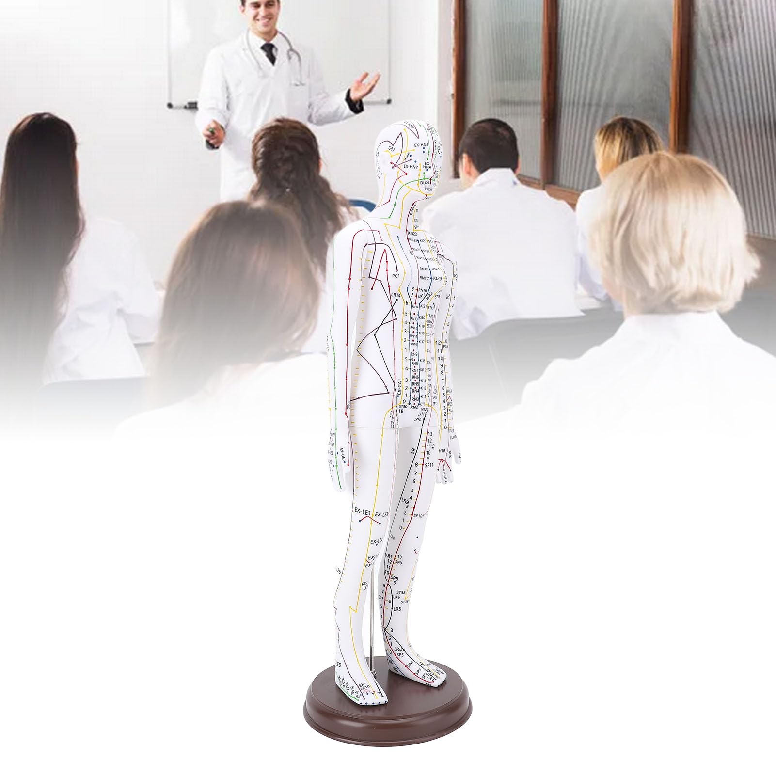 Acupoint Body Model, PVC human body model with base for acupuncture practice, professional teaching and training,Stable Base Design,Proportional Structure (Women Type)
