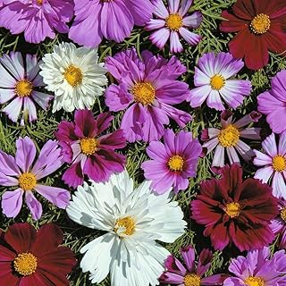 Cosmos 'Double All Sorts Mixed' Seeds Half-Hardy Annual Flowering Garden Plants Easy to Grow Your Own 'Double All Sorts Mixed' 1 Packet of 75 Seeds by Thompson and Morgan