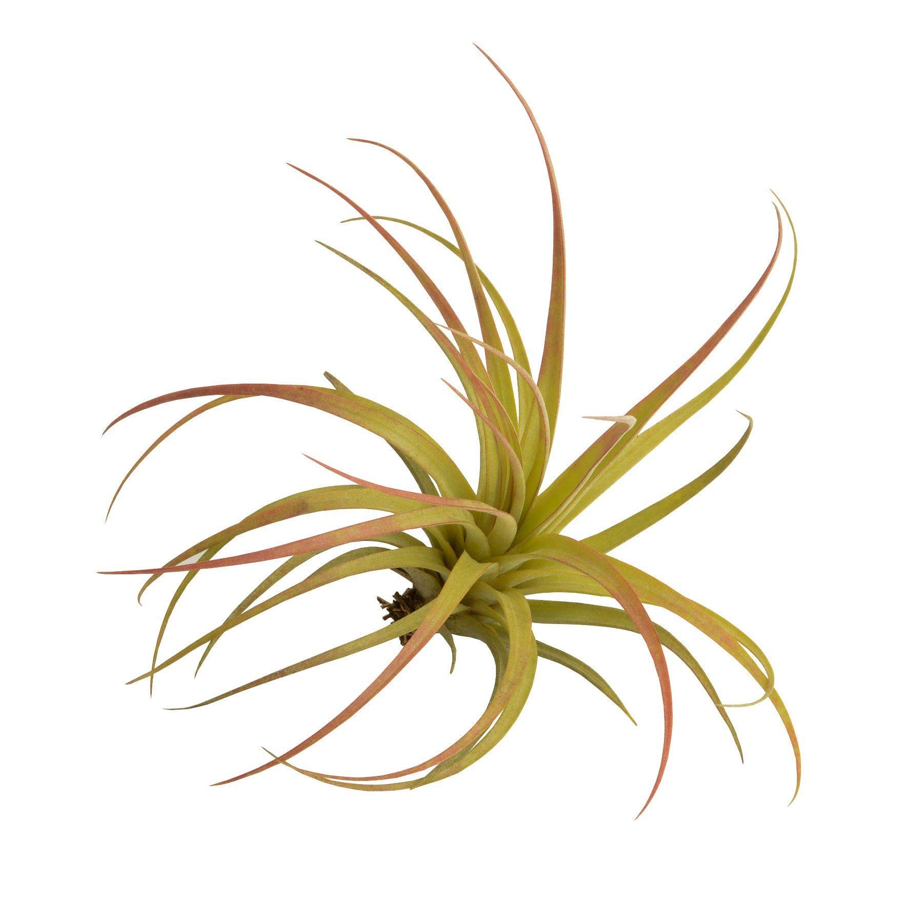 Tillandsia Capitata Peach - Live Air Plant for House Terrarium Vivarium Decoration Gift - No Soil Airplant