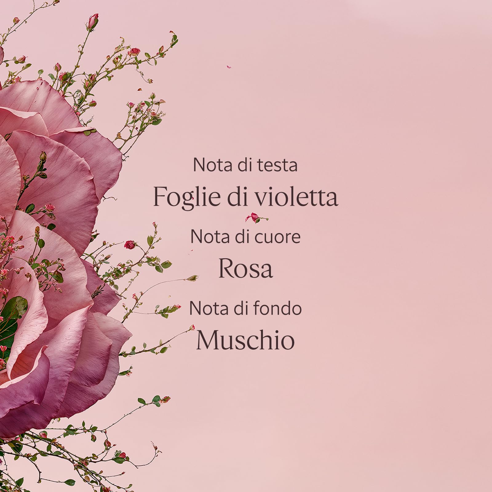 L'OCCITANE - Eau de Toilette Rose (Rosa) - 50 ml